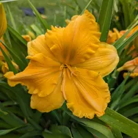 Golden Hibiscus thumbnail