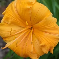 Golden Hibiscus thumbnail