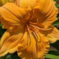 Golden Hibiscus thumbnail