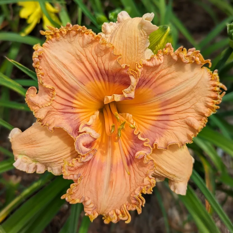 Prickly Sensation from Haley_Springs_Farm