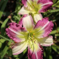Southern Cotton thumbnail
