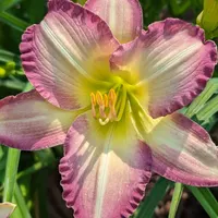 Mountain Orchid thumbnail