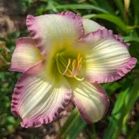 Mountain Orchid thumbnail
