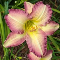 Mountain Orchid thumbnail