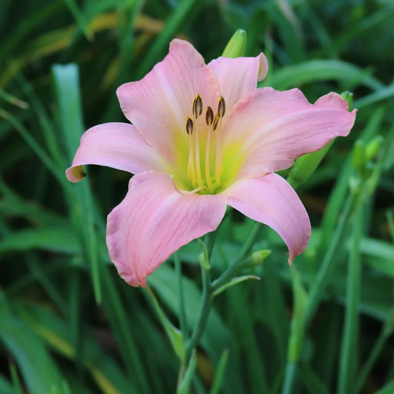 Winsome Lady from Haley_Springs_Farm