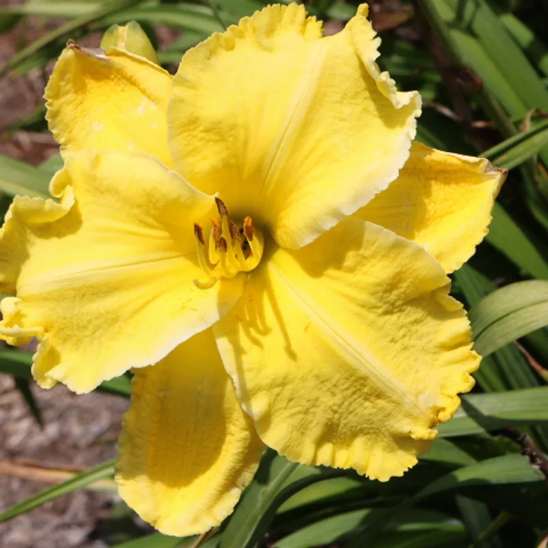 Ram daylily bloom