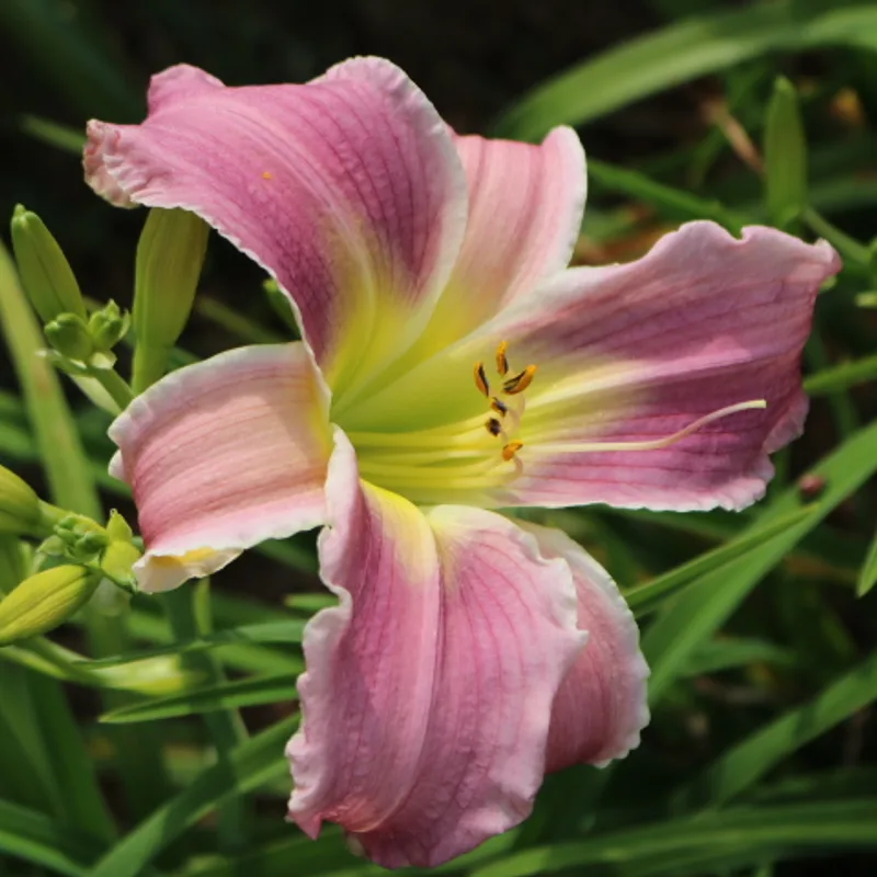 Flutterbye from Haley_Springs_Farm