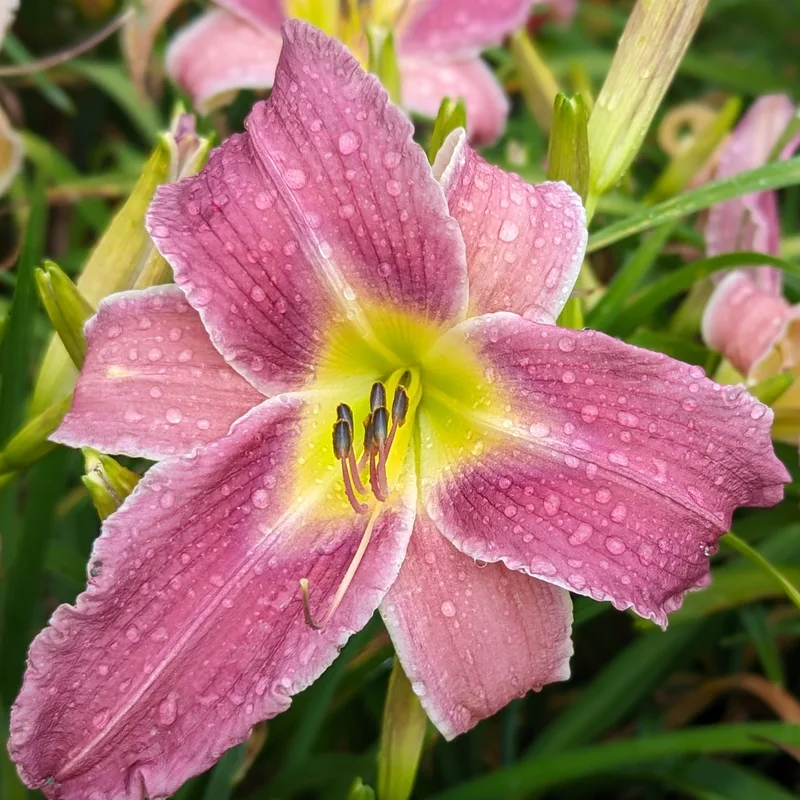 Flutterbye from Haley_Springs_Farm