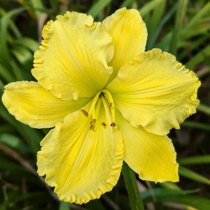 Solar Music daylily bloom
