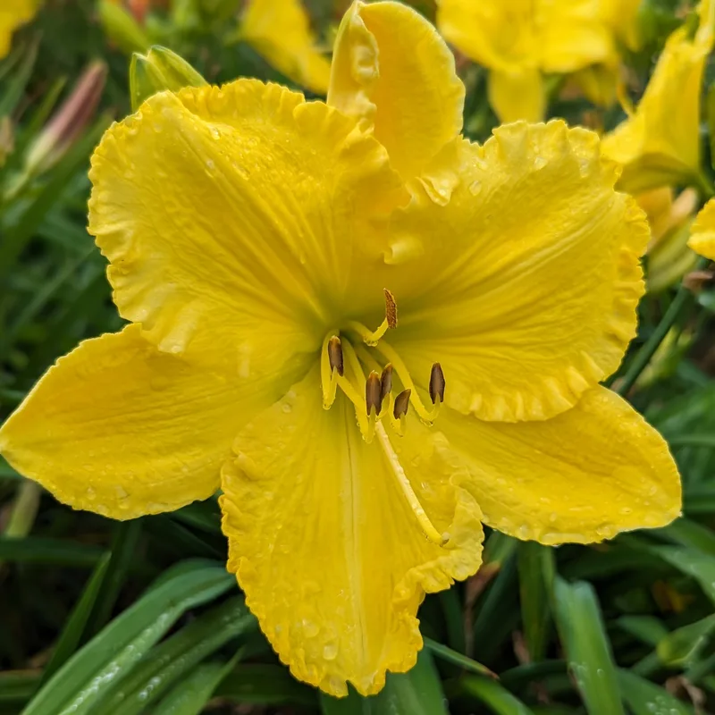 Solar Music from Haley_Springs_Farm