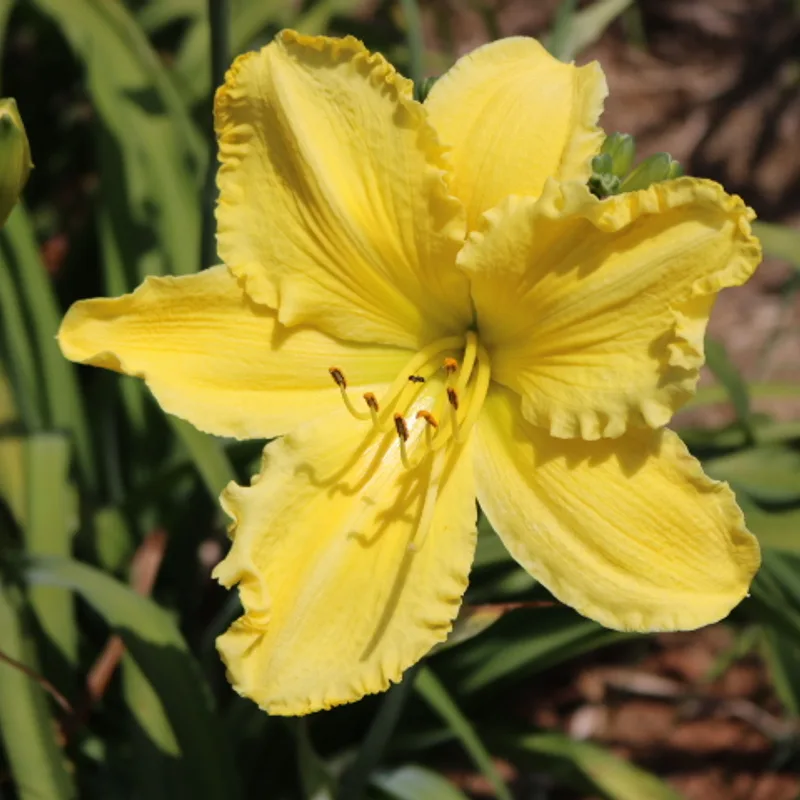 Solar Music from Haley_Springs_Farm