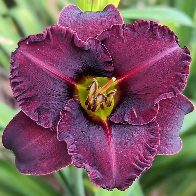 Black Velvet Baby daylily bloom
