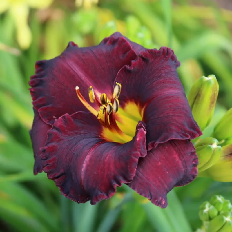 Black Velvet Baby from Haley_Springs_Farm