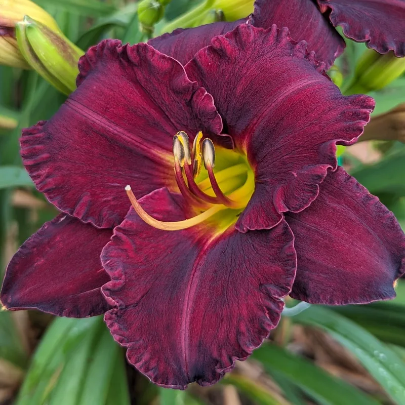 Black Velvet Baby from Haley_Springs_Farm