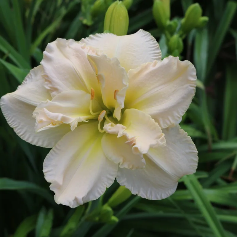 Peggy Jeffcoat daylily bloom