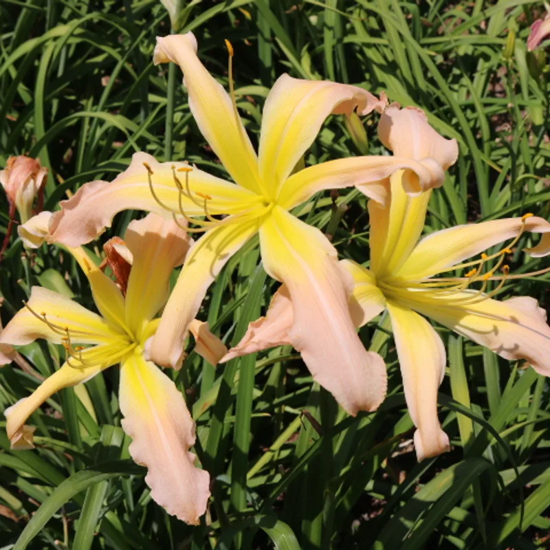 Wanda Evans from Haley_Springs_Farm