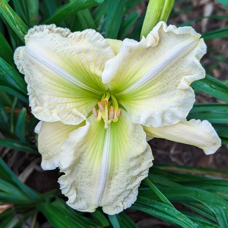 Carol Van Sciver daylily bloom