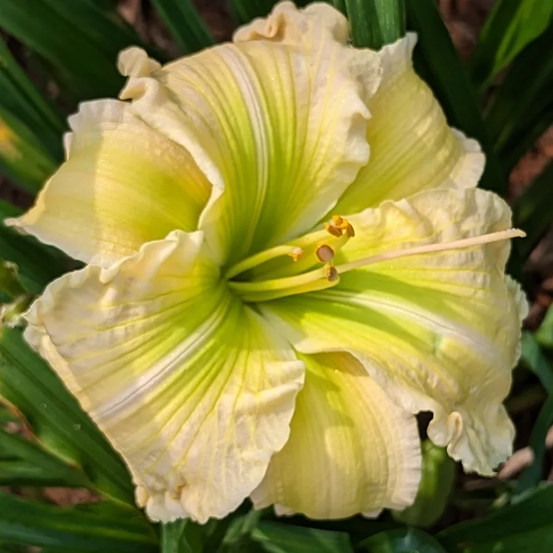 Carol Van Sciver from Haley_Springs_Farm