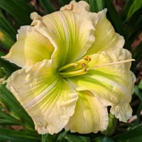 Carol Van Sciver thumbnail