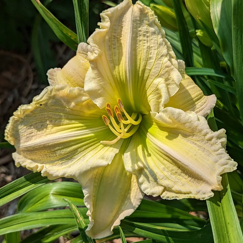Carol Van Sciver from Haley_Springs_Farm