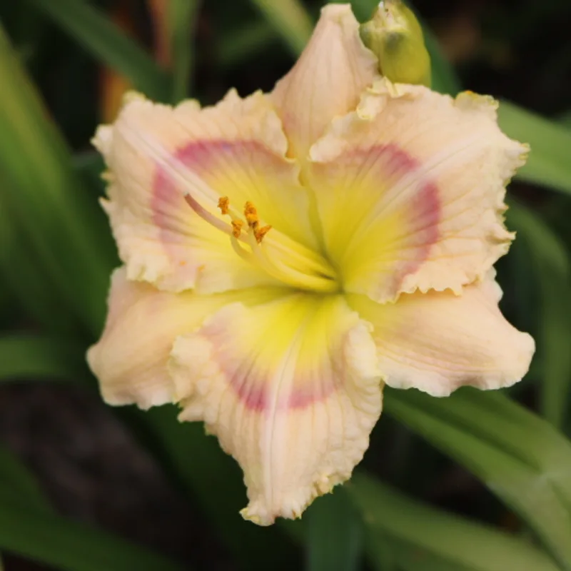 Enigmatic from Haley_Springs_Farm
