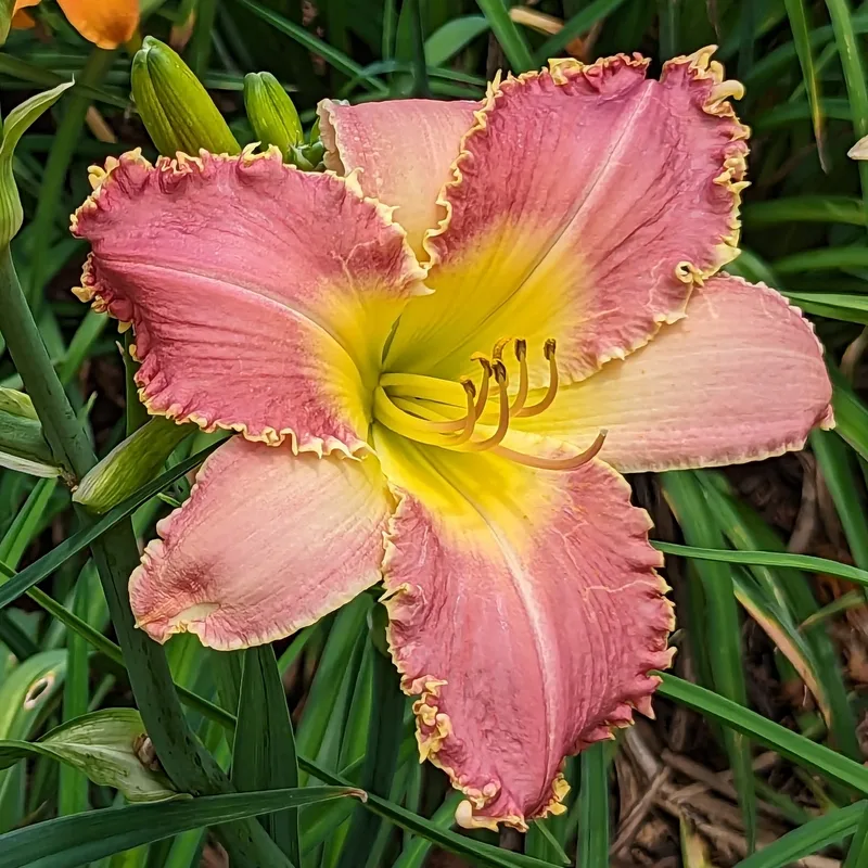 Born to Bite from Haley_Springs_Farm