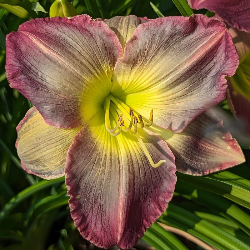 Pigment of Imagination from Haley_Springs_Farm