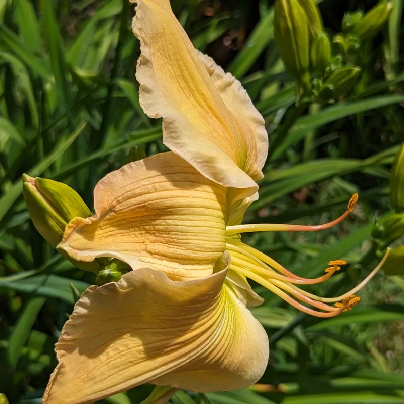 Flying Dipper from Haley_Springs_Farm