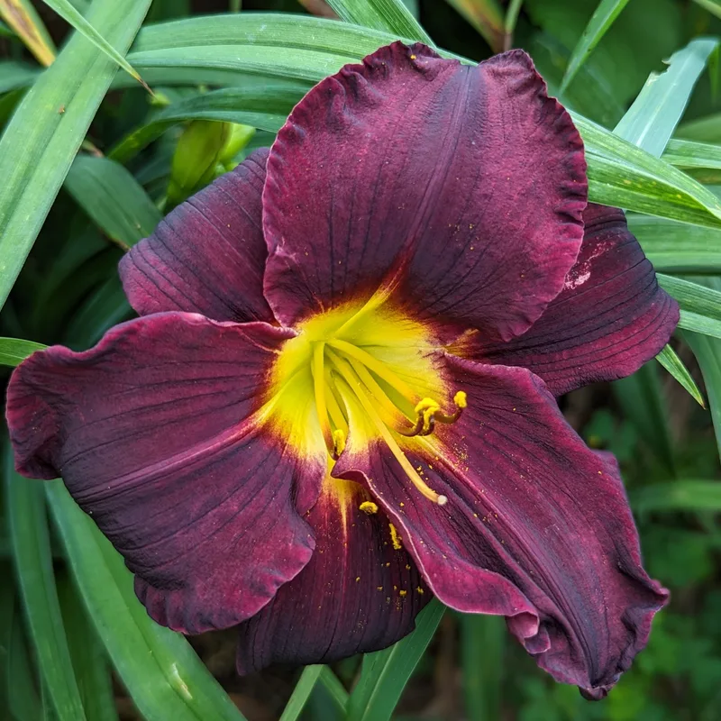 Jungle Beauty from Haley_Springs_Farm
