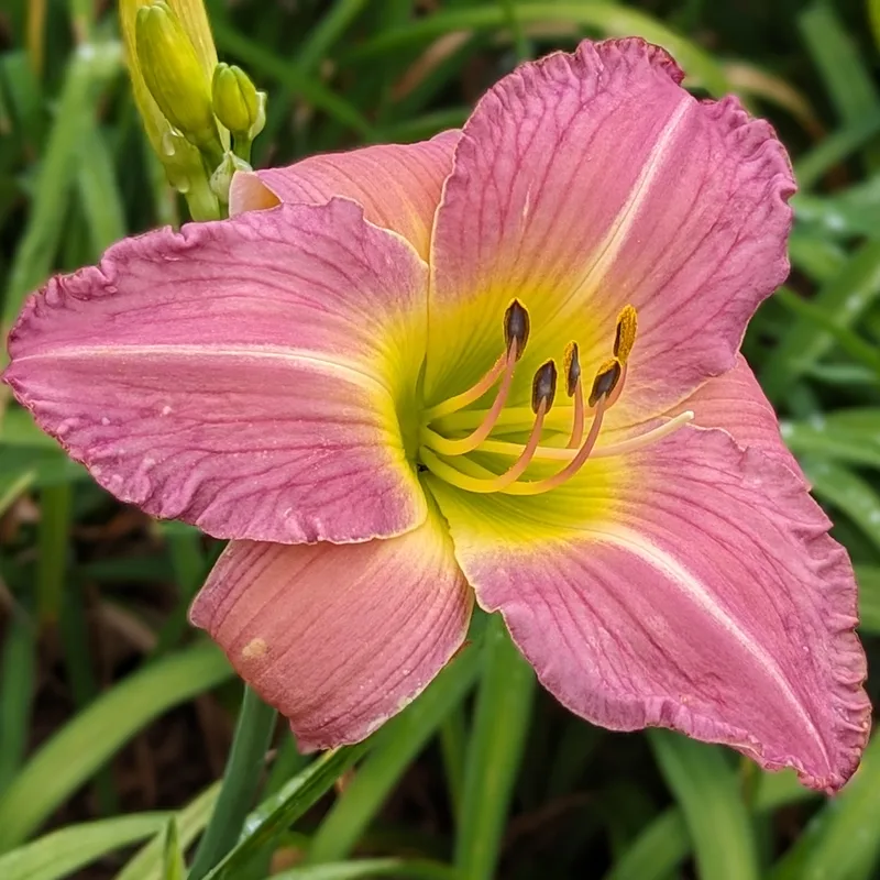 Bruce the Remarkable from Haley_Springs_Farm
