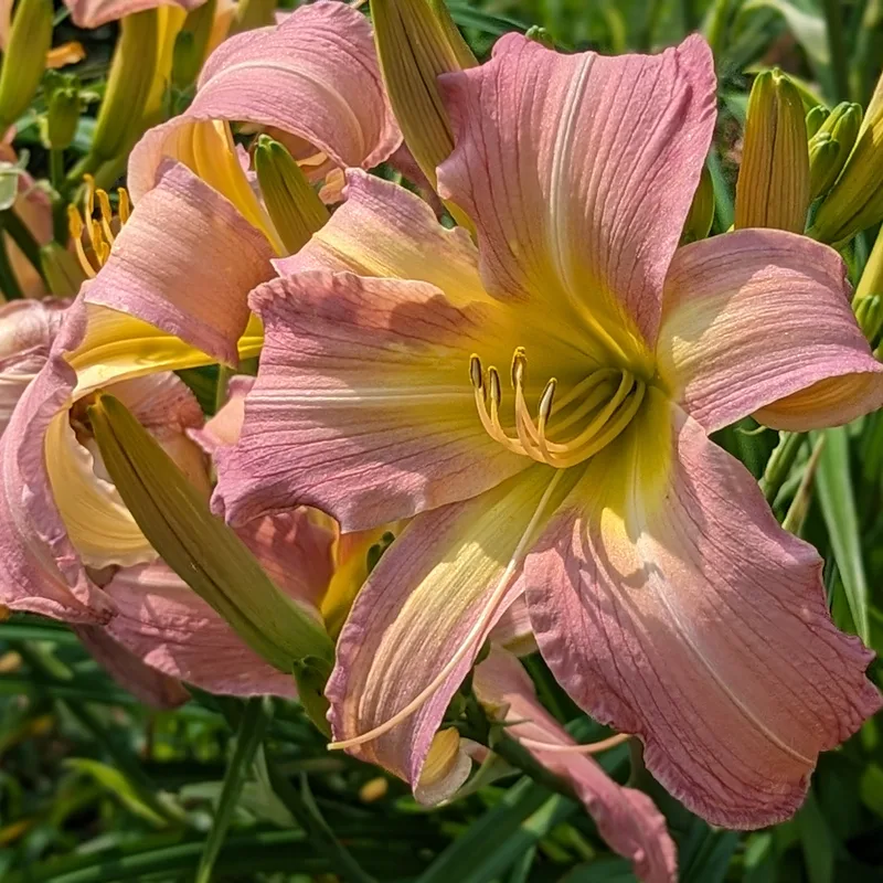 Enjoy daylily bloom