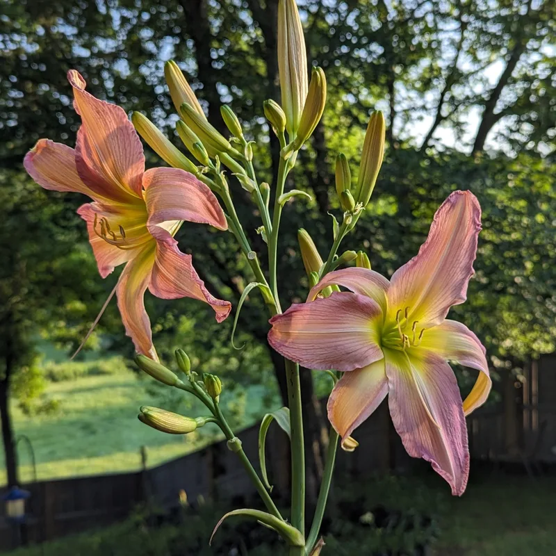 Enjoy from Haley_Springs_Farm
