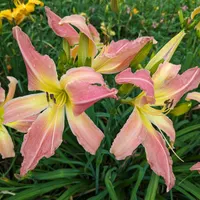 Webster's Pink Wonder thumbnail