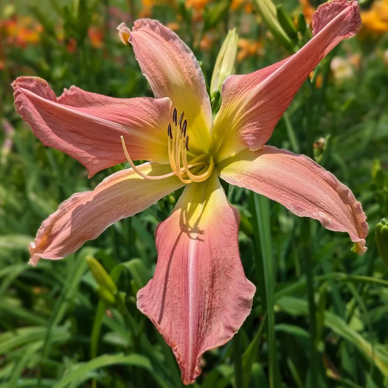 Webster's Pink Wonder from Haley_Springs_Farm