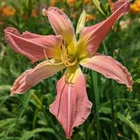 Webster's Pink Wonder thumbnail