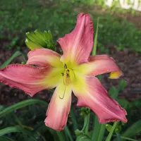 Webster's Pink Wonder thumbnail
