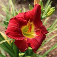 Lady Scarlet thumbnail