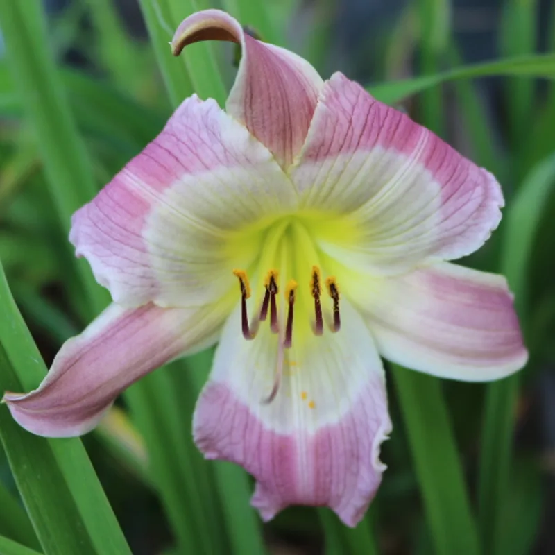 Star Child from Haley_Springs_Farm