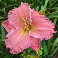 Smoky Mountain Bell thumbnail