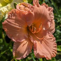 Smoky Mountain Bell thumbnail