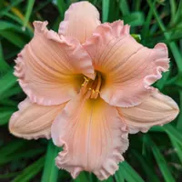 Smoky Mountain Bell thumbnail