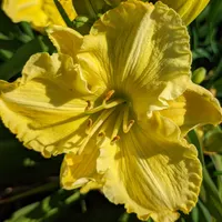 Regal Yellow thumbnail