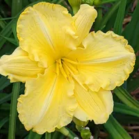 Regal Yellow thumbnail