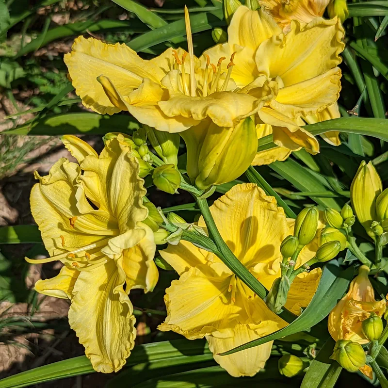 Regal Yellow from Haley_Springs_Farm