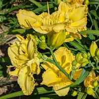 Regal Yellow thumbnail