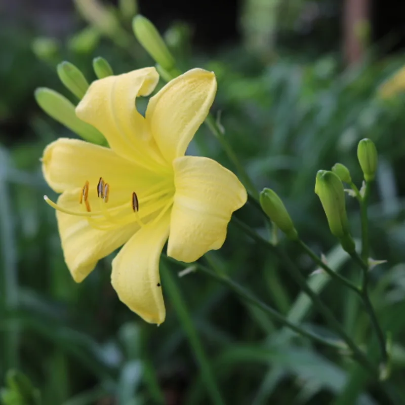 A Small Multitude from Haley_Springs_Farm