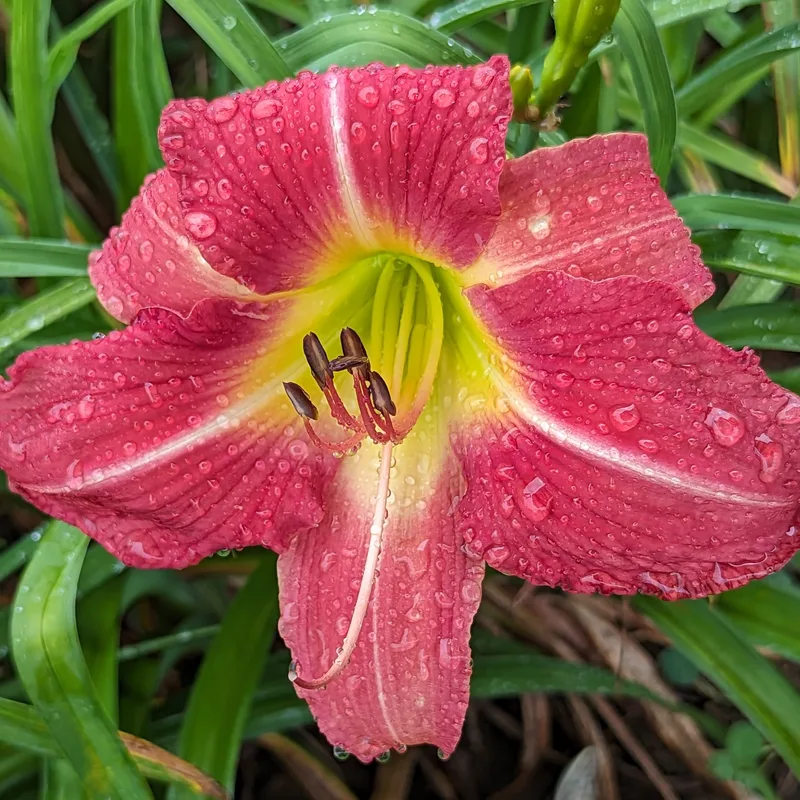 Muirgen daylily bloom