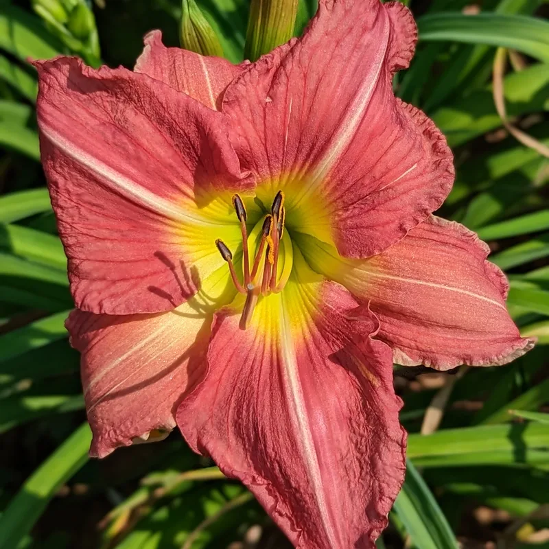 Muirgen from Haley_Springs_Farm