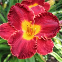 Hillside Red Perfection thumbnail