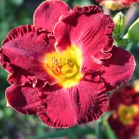 Hillside Red Perfection thumbnail